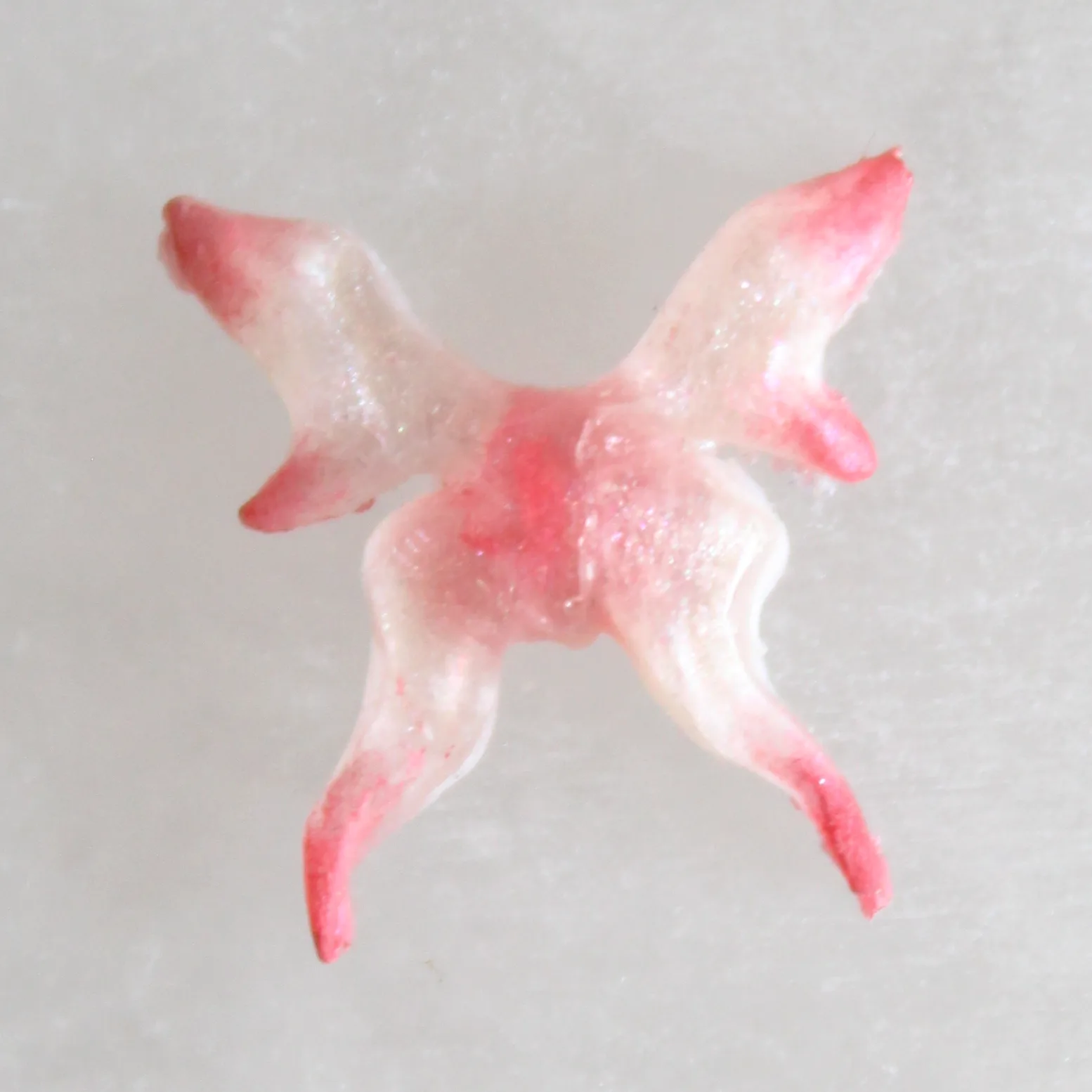 Mariposa — Bugambilia